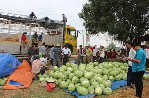 Kinh Nghiệm Vận Chuyển Dưa Hấu Từ Quảng Ngãi Ra Hà Nội